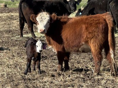 Polled 1st calf Hereford Highland Pair