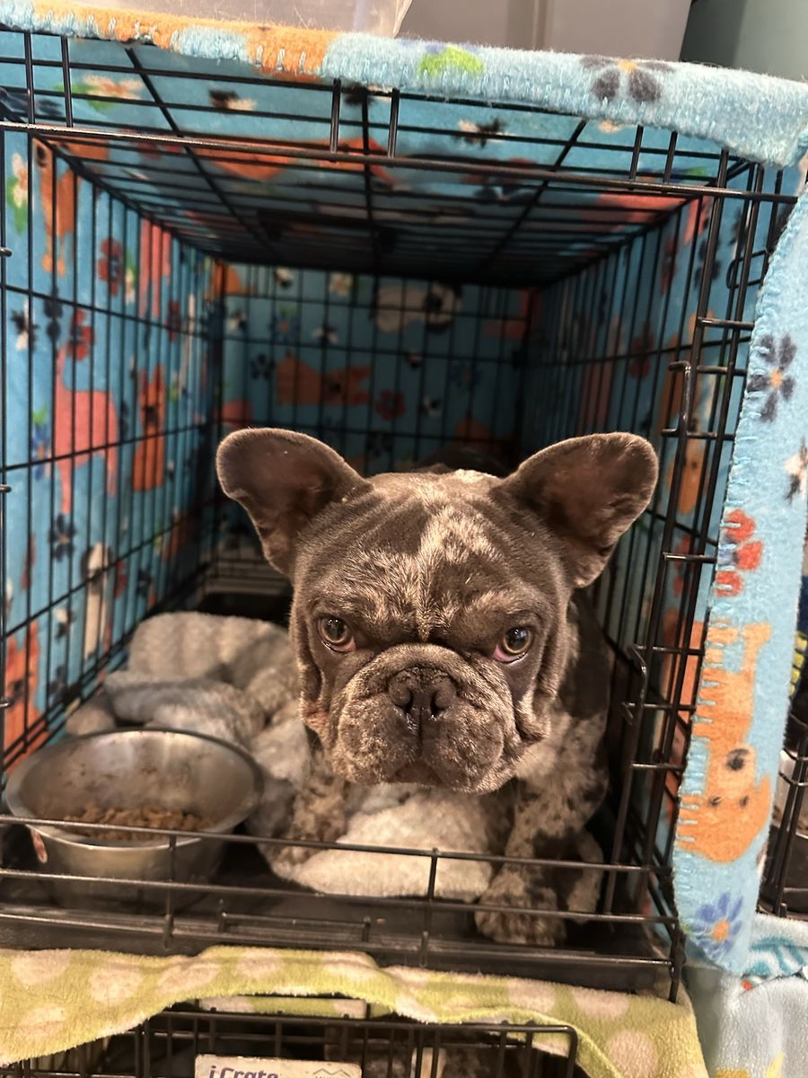 Male French Bulldogs