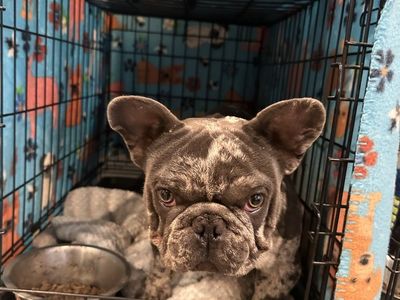 Male French Bulldogs