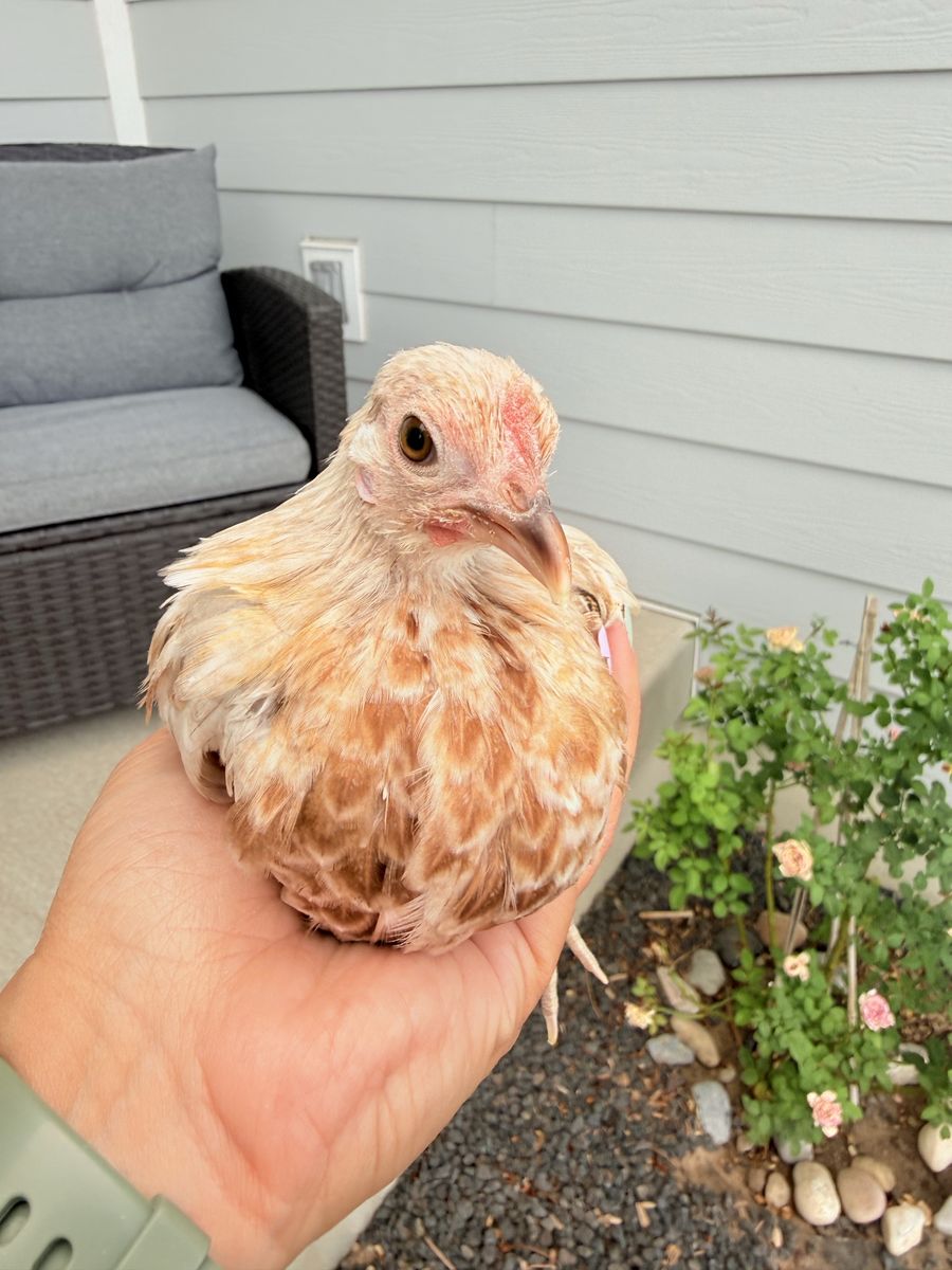 Azteca pullet