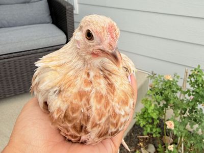 Azteca pullet