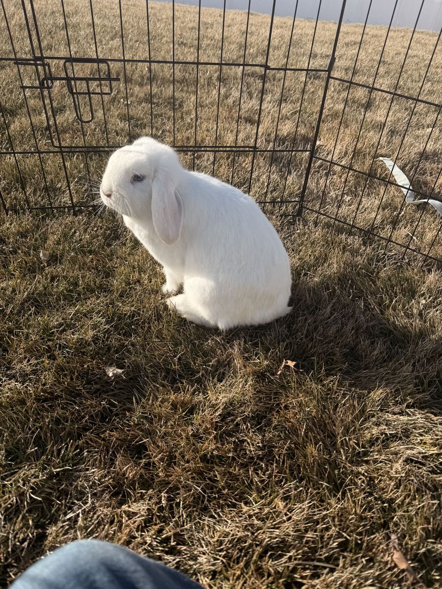 Holland Lop Rabbit