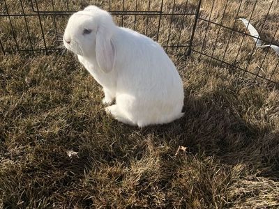 Holland Lop Rabbit