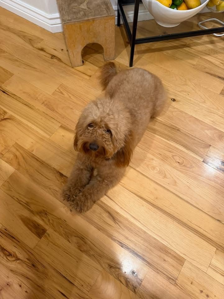 LOST GOLDENDOODLE DOG/PUPPY