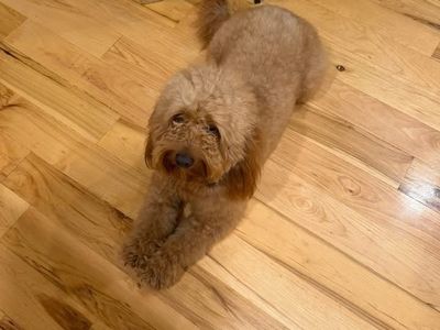 LOST GOLDENDOODLE DOG/PUPPY