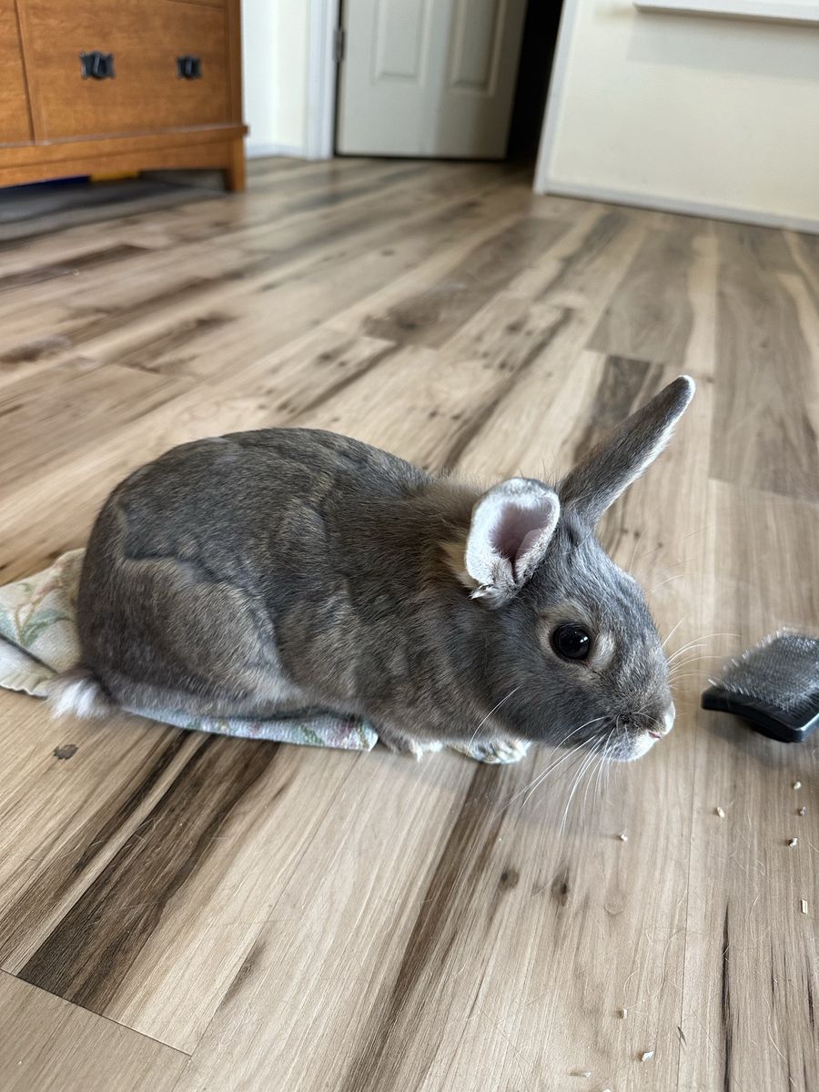 Bunny