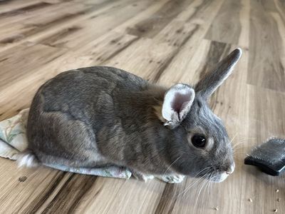 Bunny