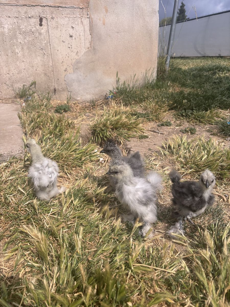 5-6 Week Old Silkie Chicks