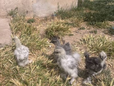 5-6 Week Old Silkie Chicks