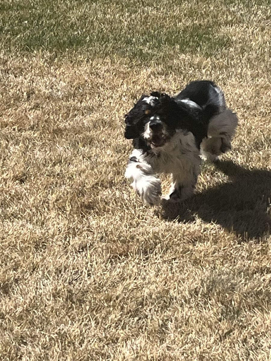 Reggie,  The Perfect Family Cocker Spaniel!!