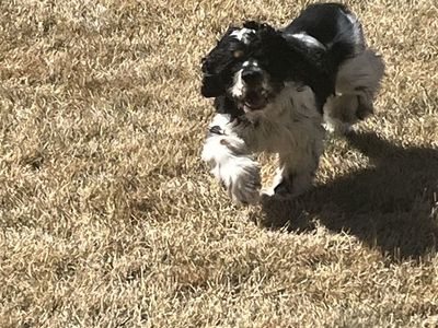 Reggie, The Perfect Family Cocker Spaniel!!