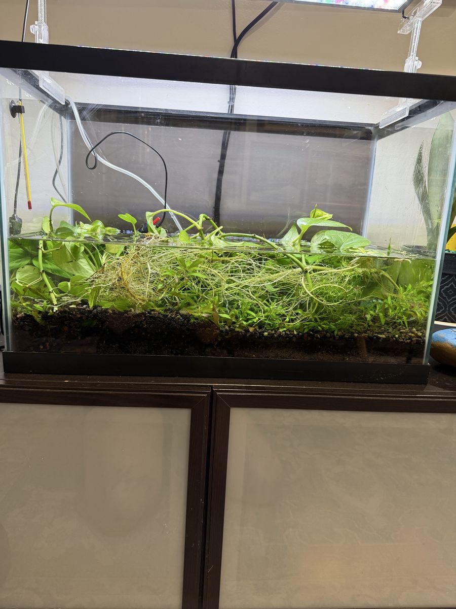 Live Aquatic Plants