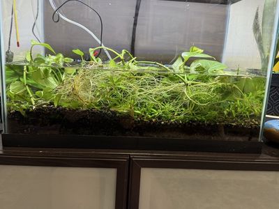 Live Aquatic Plants