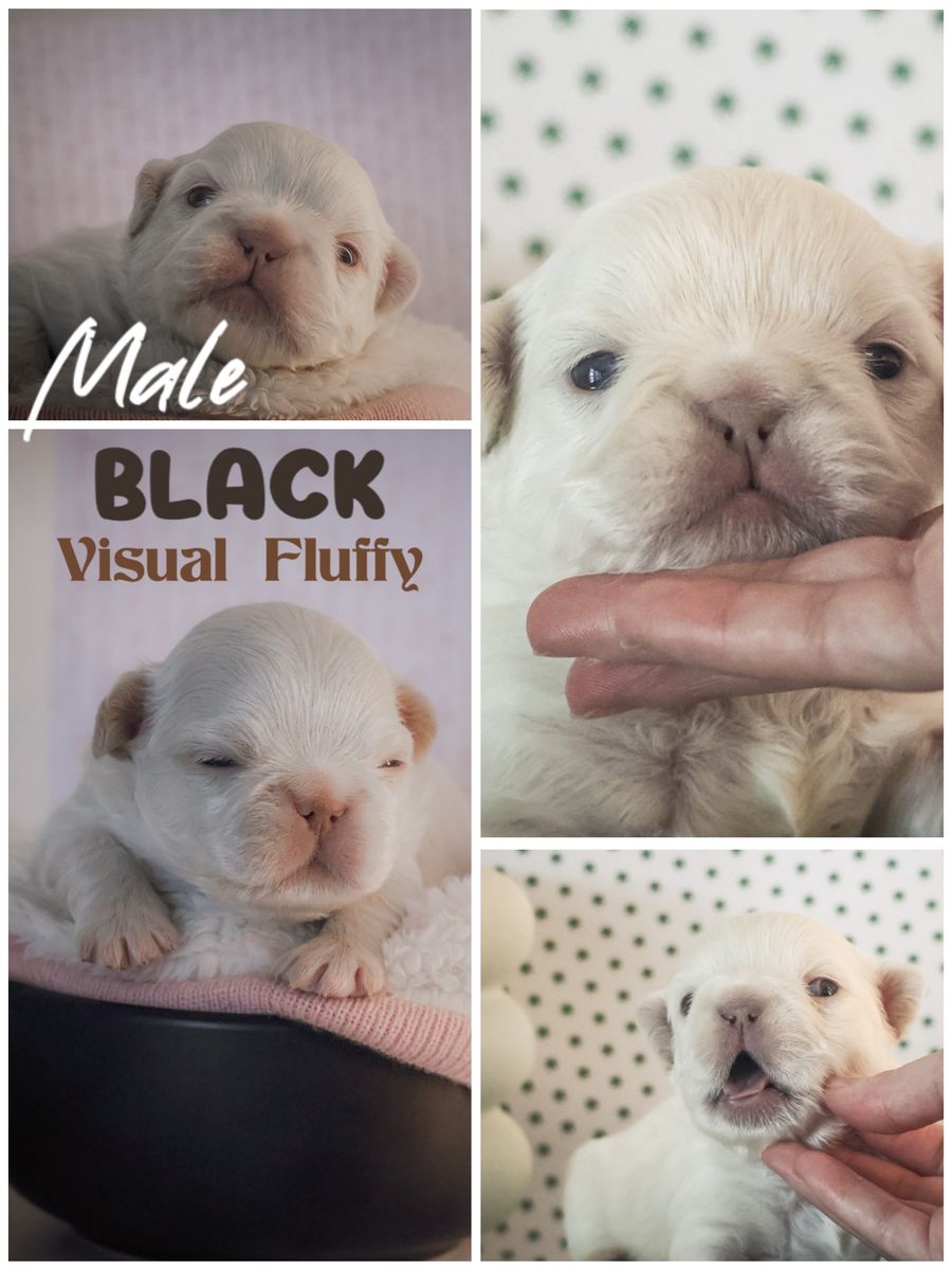 Fluffy French Bulldogs AKC Titled & Health Tested