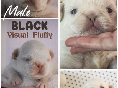 Fluffy French Bulldogs AKC Titled & Health Tested