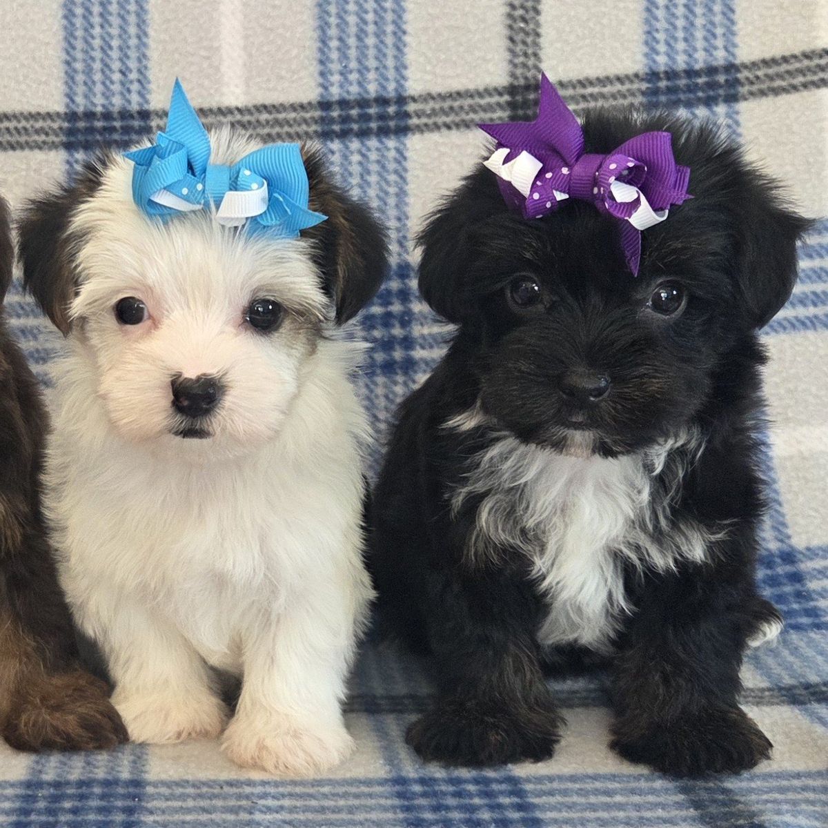 Adorable Purebred Female Yorkie Puppies 