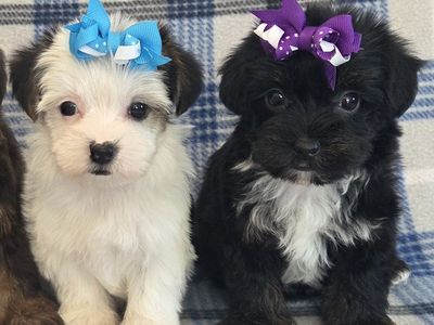 Adorable Purebred Female Yorkie Puppies