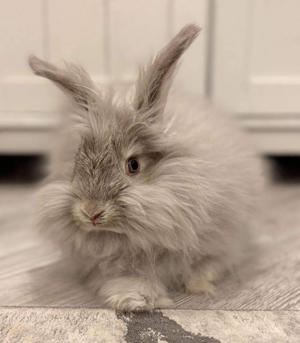 Pedigreed English Angora Baby Bunny Buck -Chin