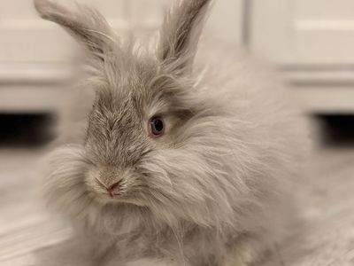 Pedigreed English Angora Baby Bunny Buck -Chin