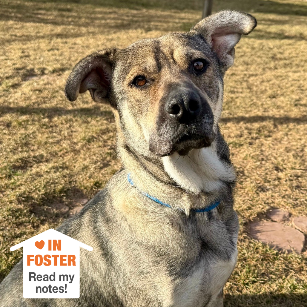 Hello my name is Juno