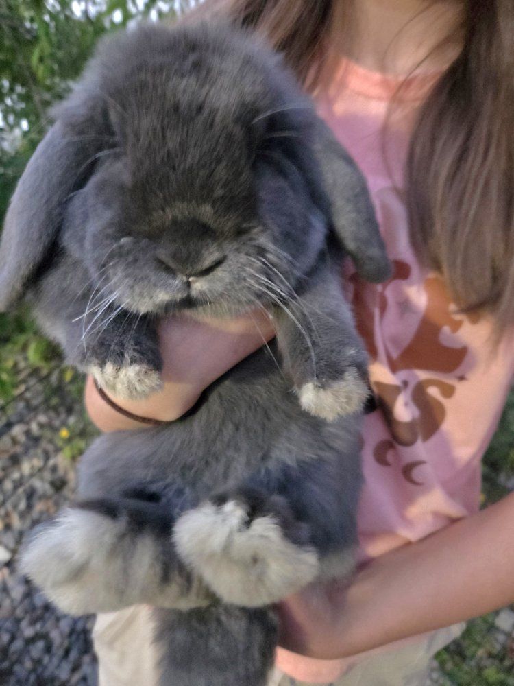 Blue Mini Lop Holland Cross Bunny Rabbit Junior Doe