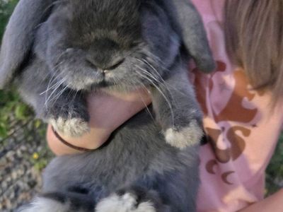 Blue Mini Lop Holland Cross Bunny Rabbit Junior Doe