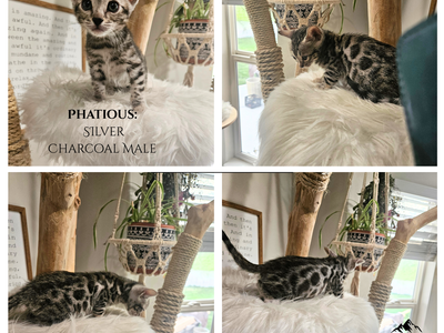 Elite Silver Charcoal Bengal Kittens | Hypoallergenic | TICA | 1 Year Health Guarantee