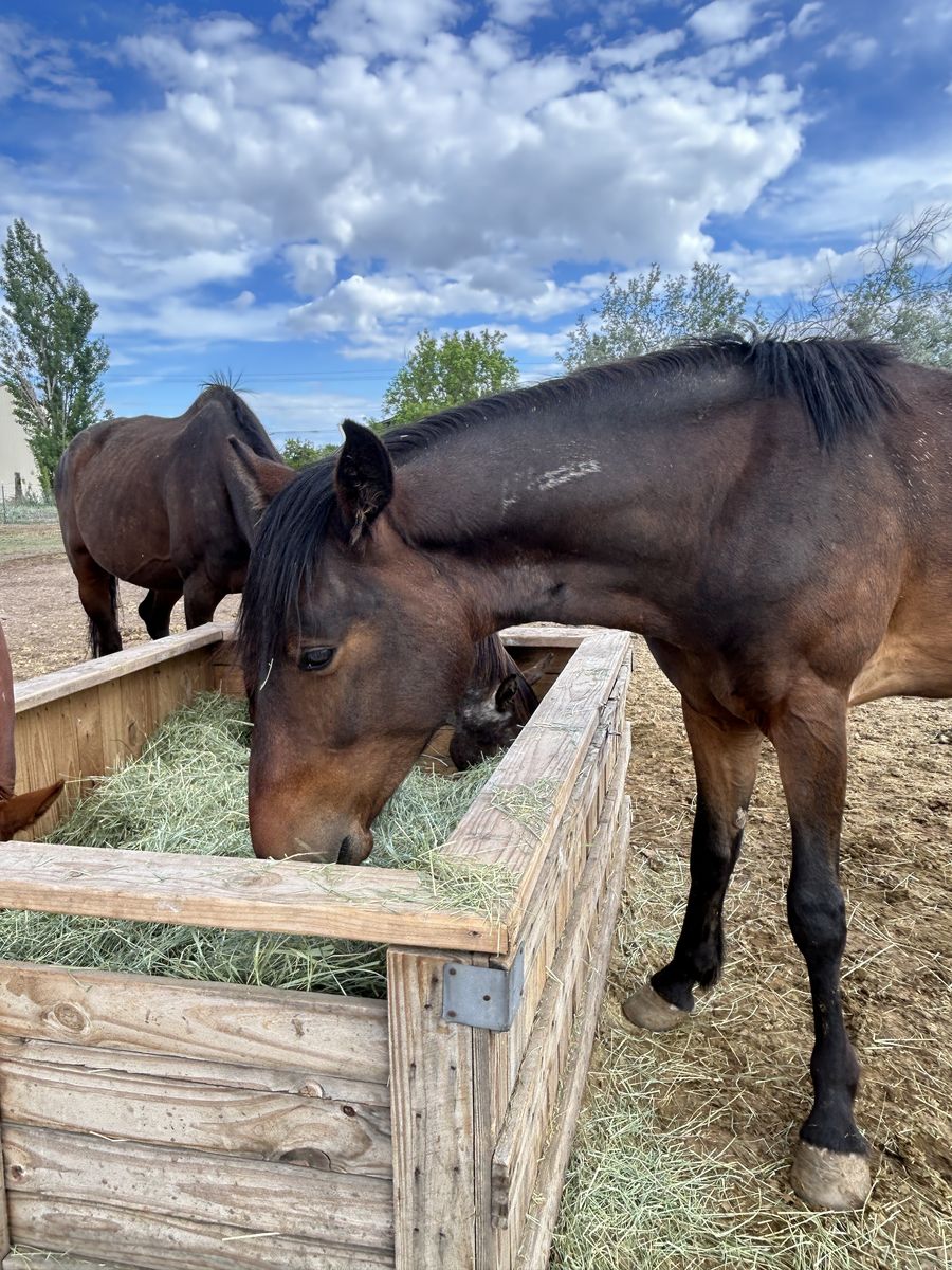 2 year old mustang gelding