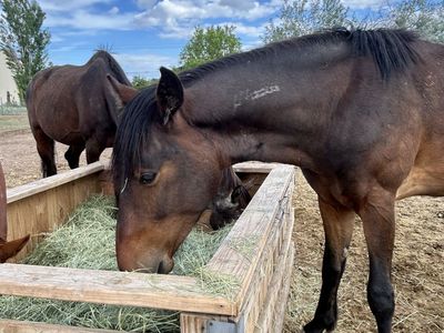 2 year old mustang gelding