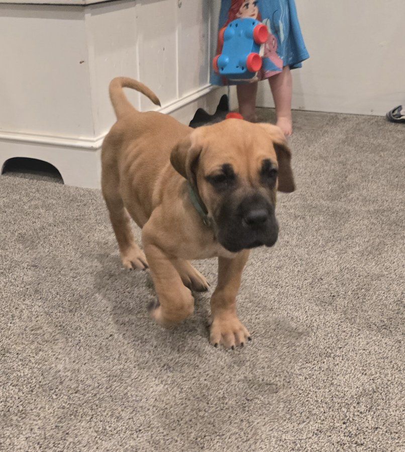 Great Dane Puppies AKC *ONE LEFT*