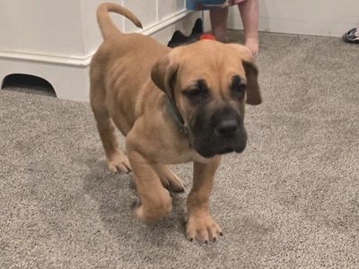 Great Dane Puppies AKC *ONE LEFT*