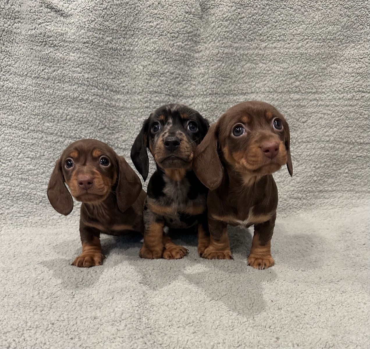 Miniature Dachshund Puppies