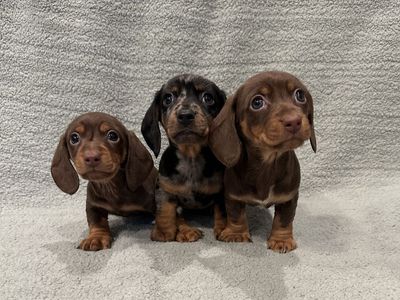 Miniature Dachshund Puppies