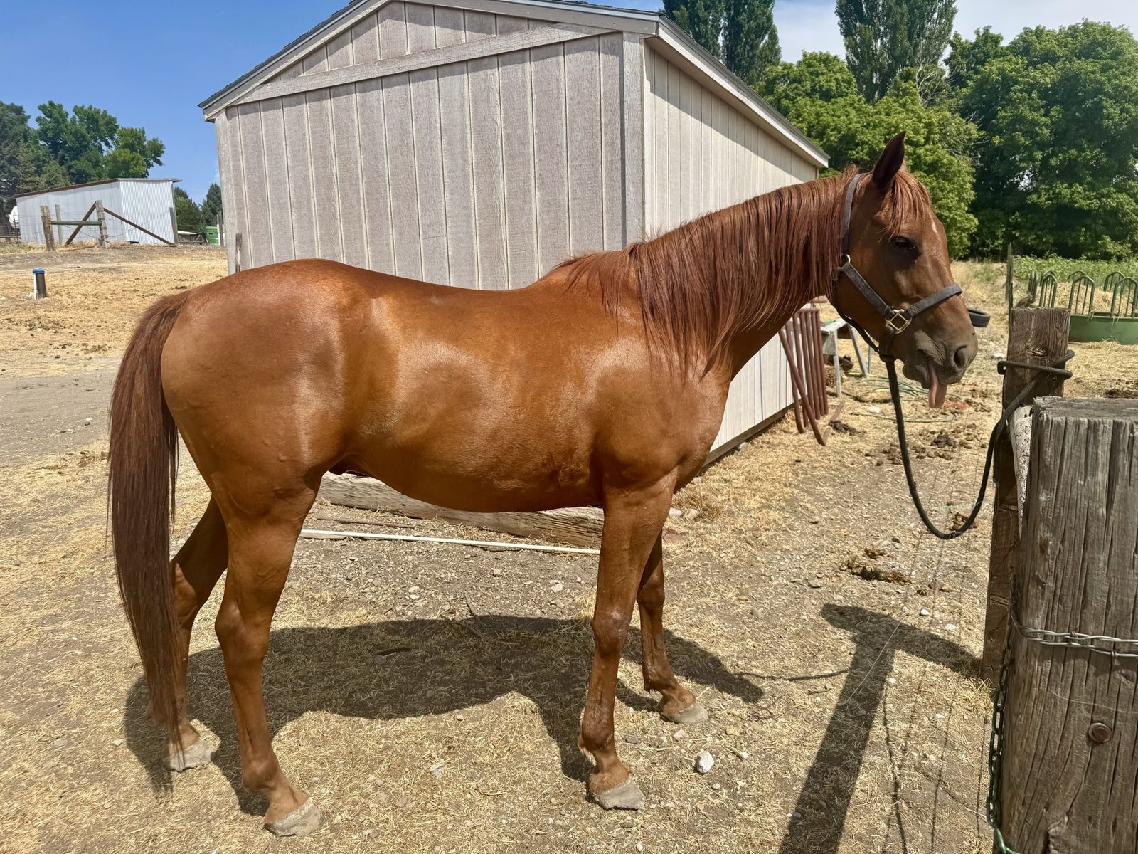 Half Quarter horse/ half Arabian