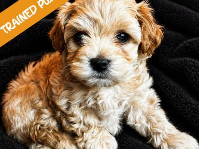 TRAINED Cavapoochon puppies (cavapoo/bichpoo/poochon/poodle/maltipoo)