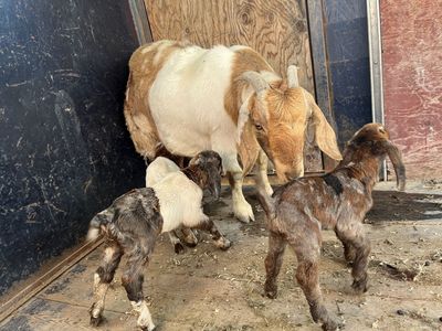 Boer kid goats for sale
