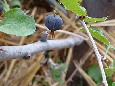Come learn to Stratify Pits. NUTS, berry Seeds in Food Forest to have saplings in Spring
