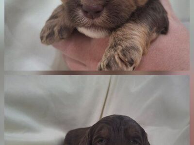 Sheepadoodle Puppies!