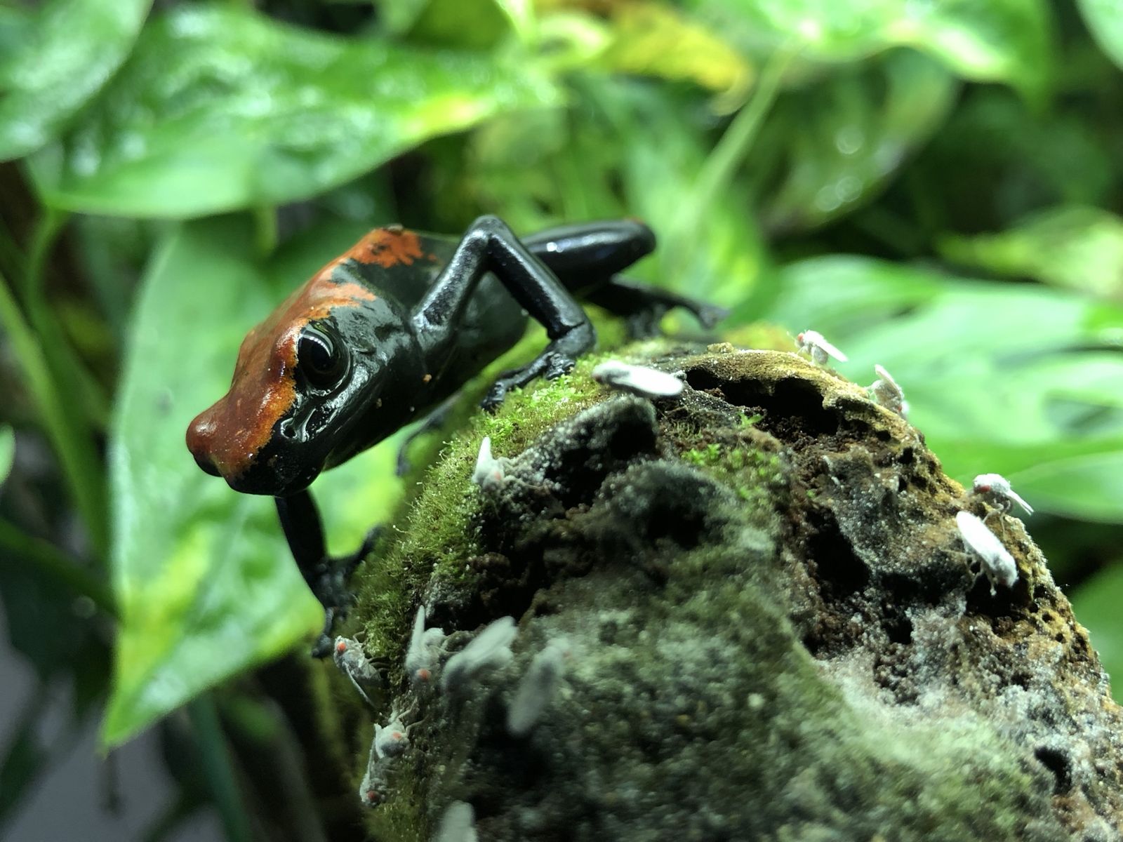 Red galactonotus (adelphobates) Poison Dart Frog - Healthy Captive Bred