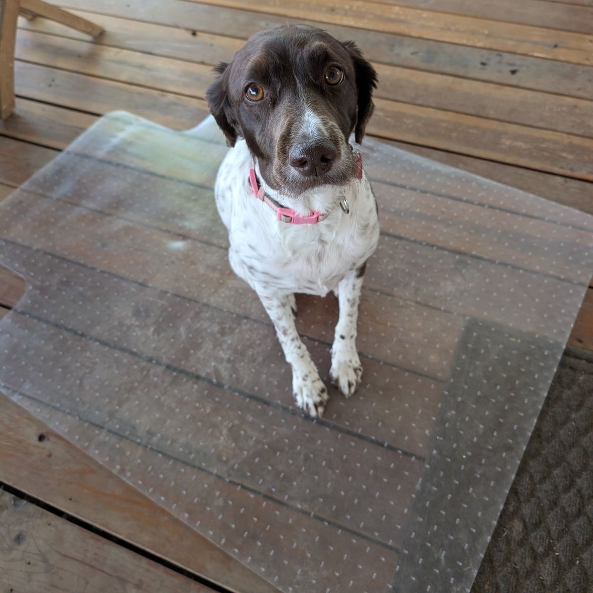 Desk Chair Mat (dog not included)