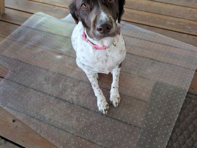 Desk Chair Mat (dog not included)