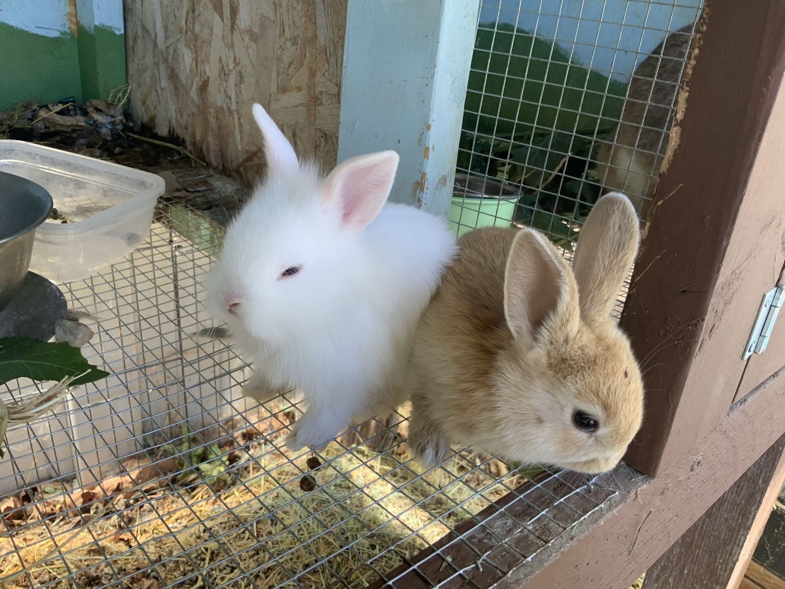 Cute baby bunnies!!