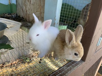 Cute baby bunnies!!