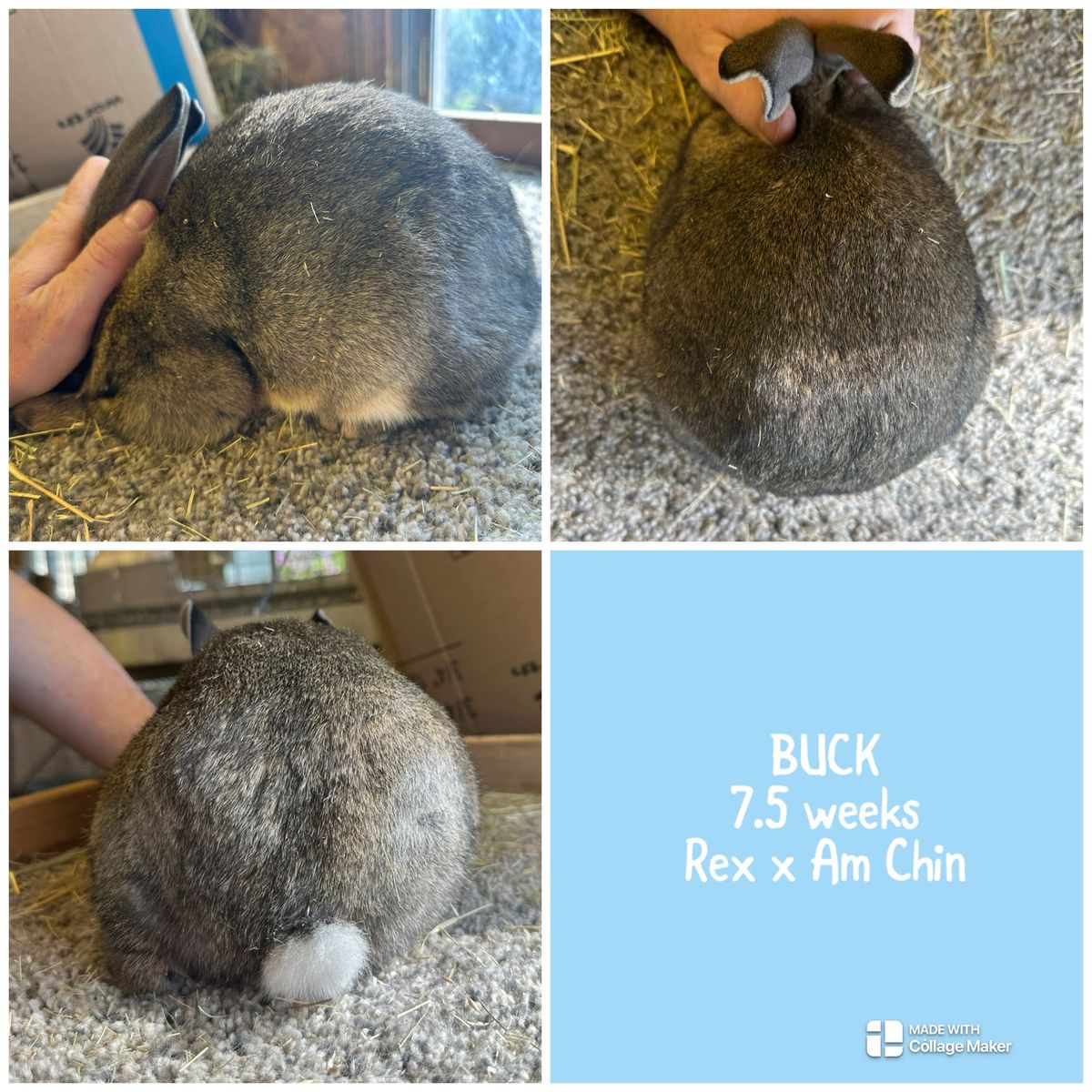 Rex x American Chinchilla Doe & Buck Kits