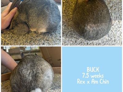 Rex x American Chinchilla Doe & Buck Kits