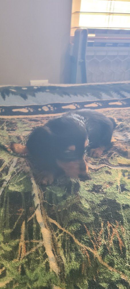 Mini long-haired dachshunds