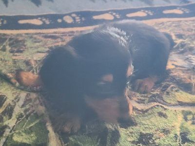 Mini long-haired dachshunds