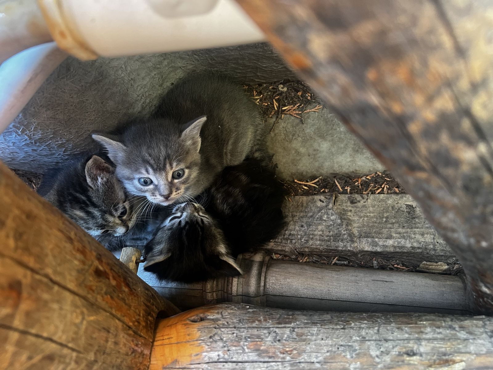 Adorable Kittens Seeking Forever Homes - Tabby & Grey/Black Mix, Approx. 8 weeks old.
