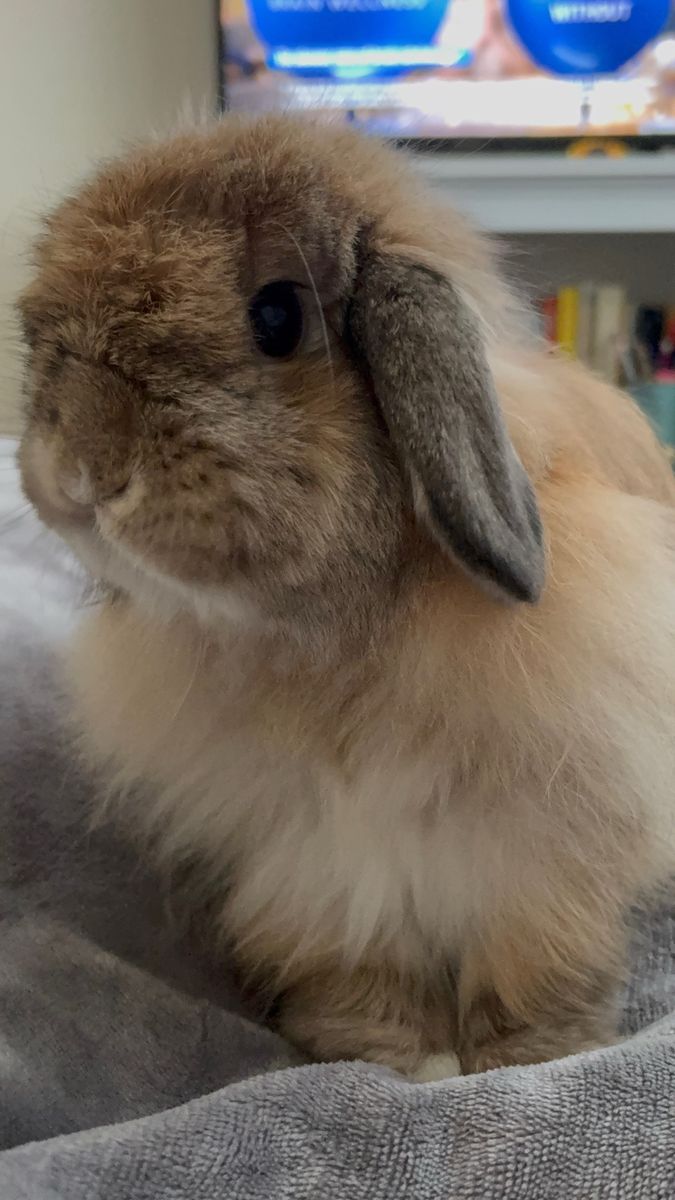Rehoming a bunny