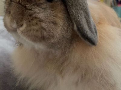 Rehoming a bunny